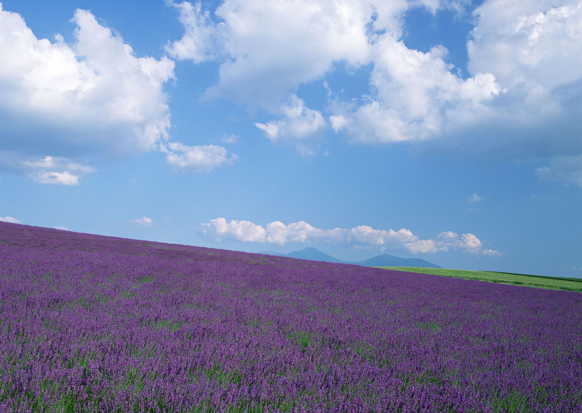 Winery Hotel And Condominium Hitohana Furano Bagian luar foto